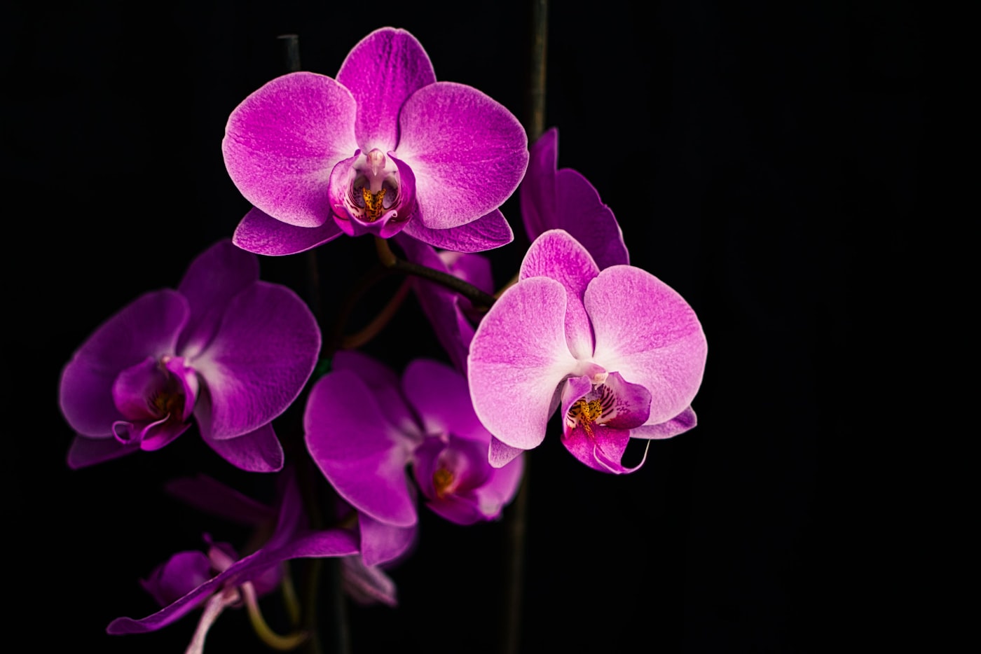 Cuidados básicos de las orquídeas: guía completa