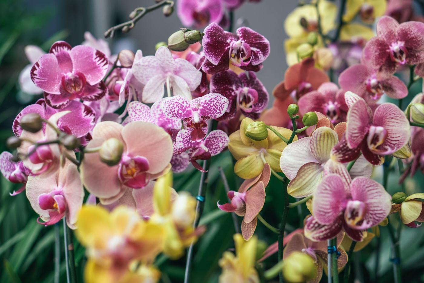 Hojas arrugadas en la orquídea: por qué y cómo recuperarla