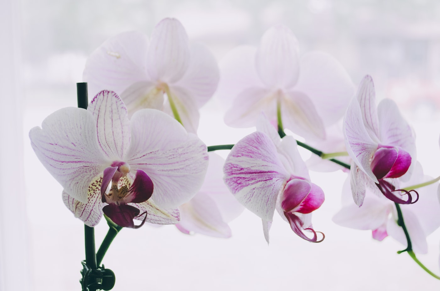 Luz para orquídeas: cuánta necesitan y dónde ponerlas