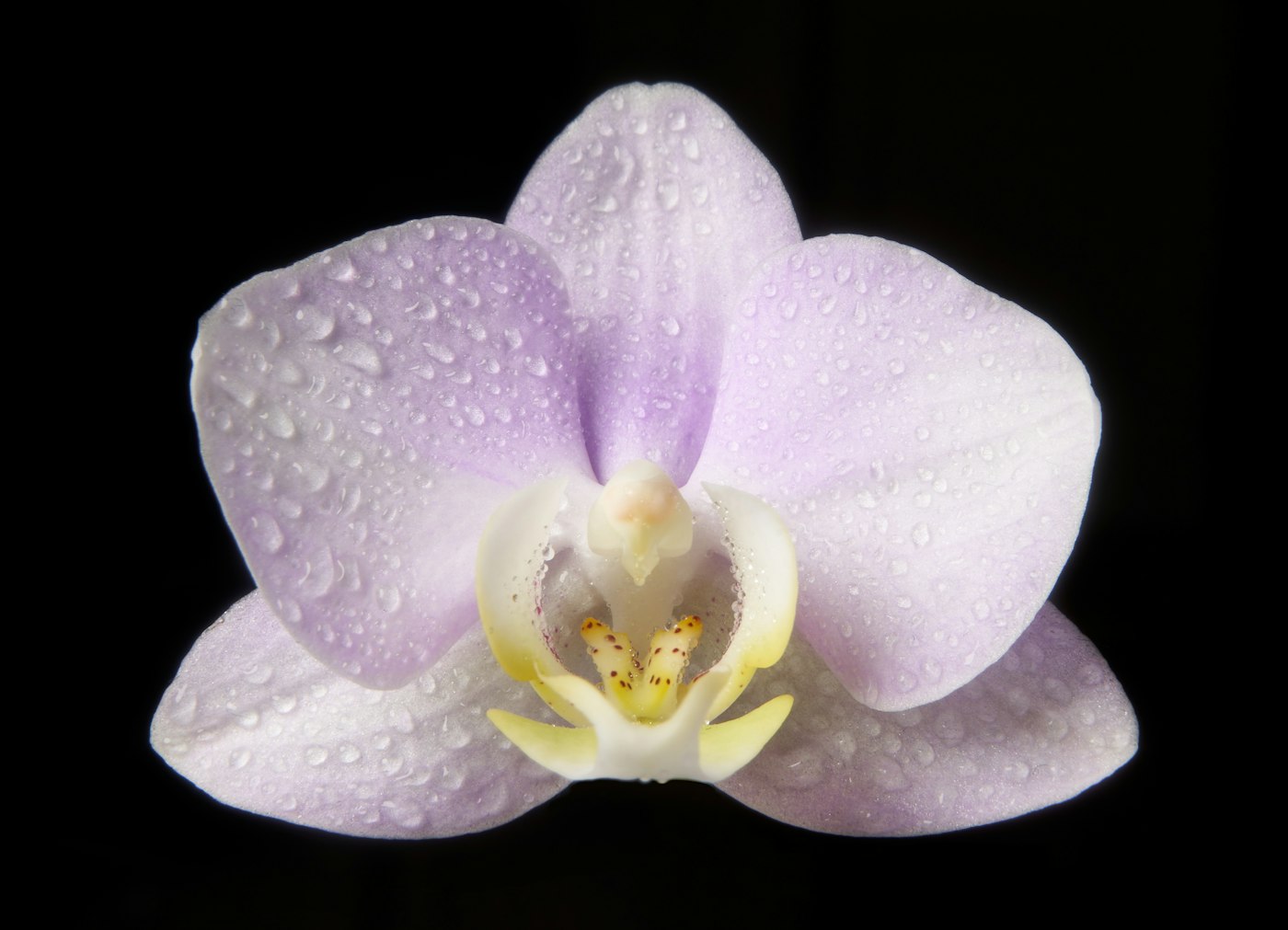 ¿Por qué no florece mi orquídea? Causas y solución
