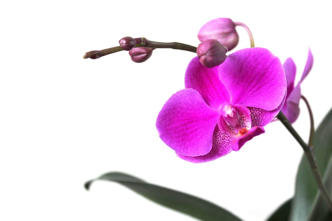 Trasplante de orquídeas: cuándo y cómo hacerlo paso a paso