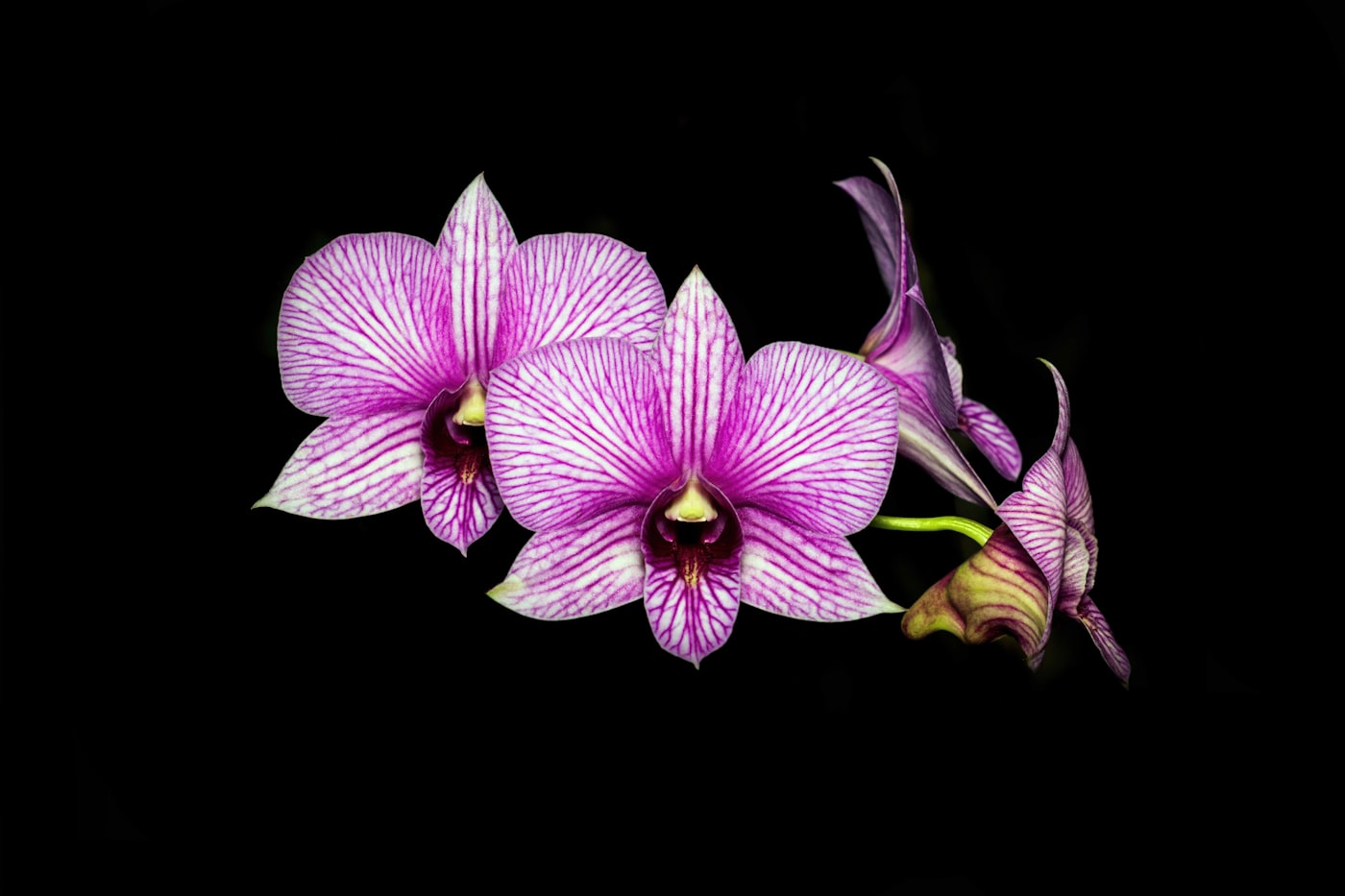 Dendrobium