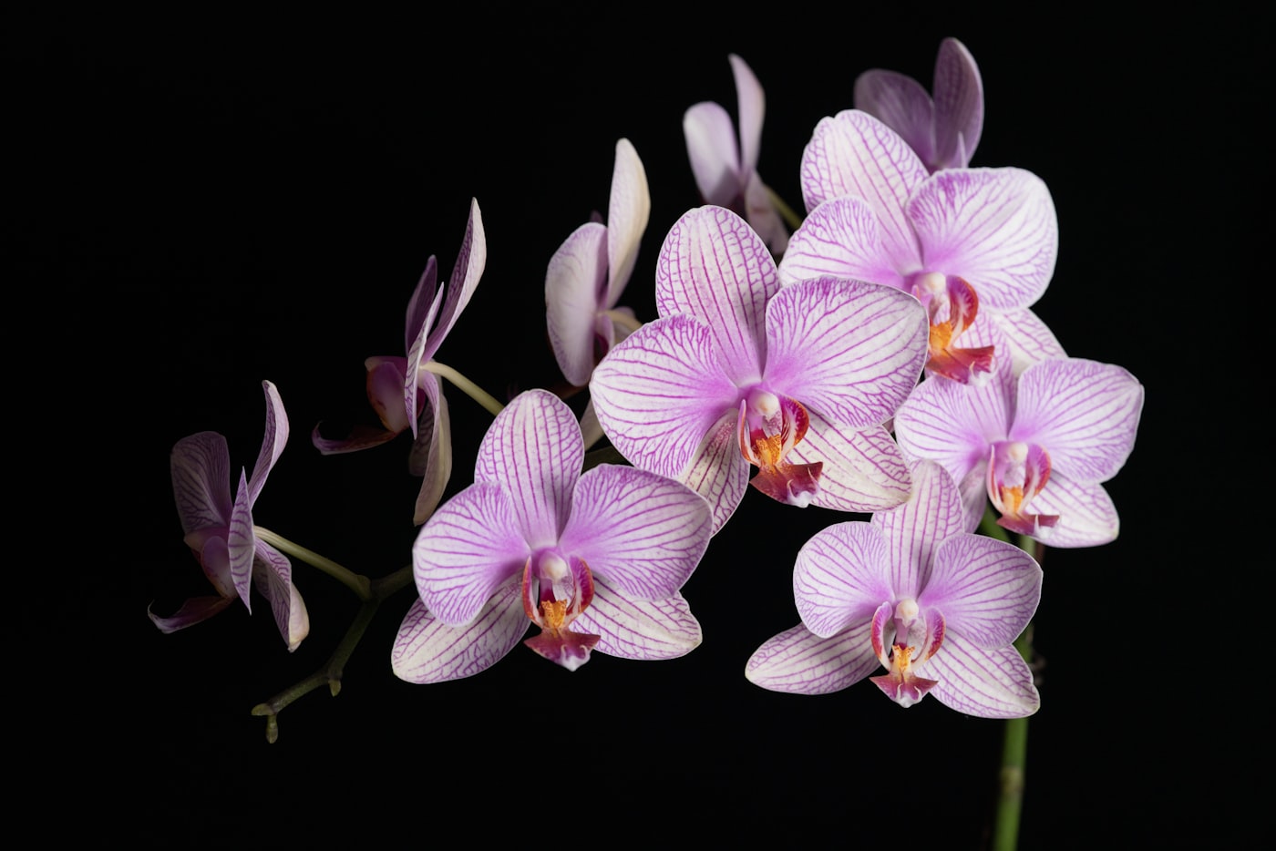Miltonia