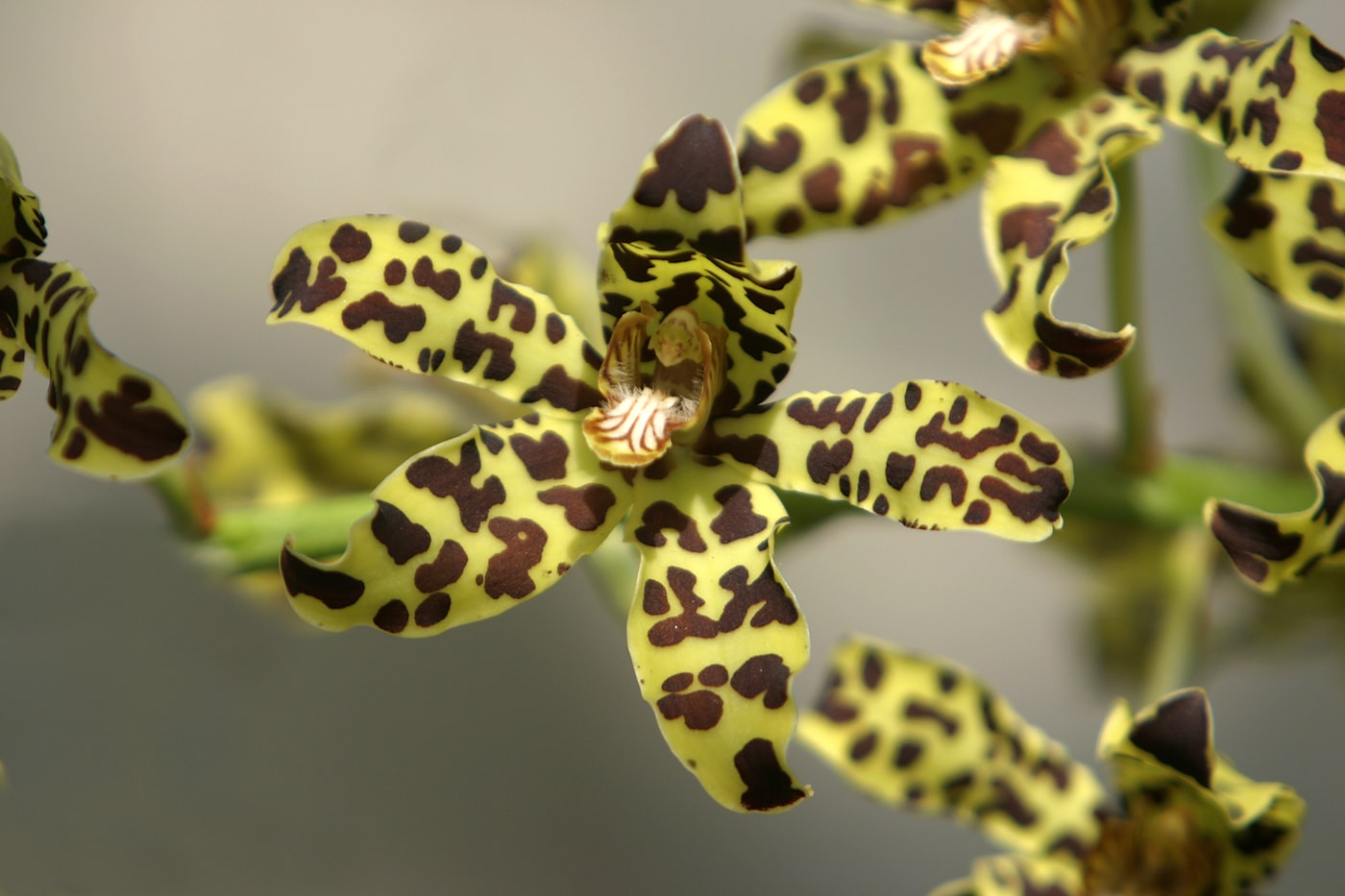 Oncidium